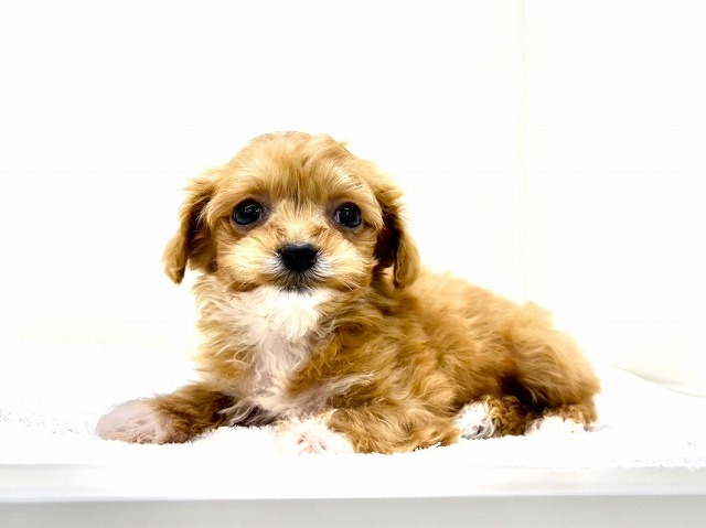 東京都のチワプー/プーチー(チワワ×プードル) (かねだい本町田店/2025年12月13日生まれ/男の子/アプリコットホワイト)の子犬の3枚目の画像