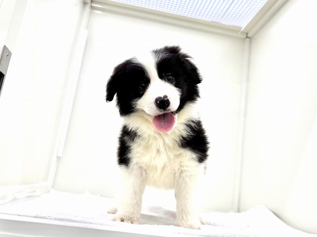 東京都のボーダーコリー (かねだい本町田店/2025年12月13日生まれ/男の子/ブラックホワイト)の子犬の1枚目の画像