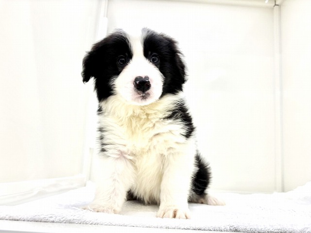 東京都のボーダーコリー (かねだい本町田店/2025年12月13日生まれ/男の子/ブラックホワイト)の子犬の3枚目の画像