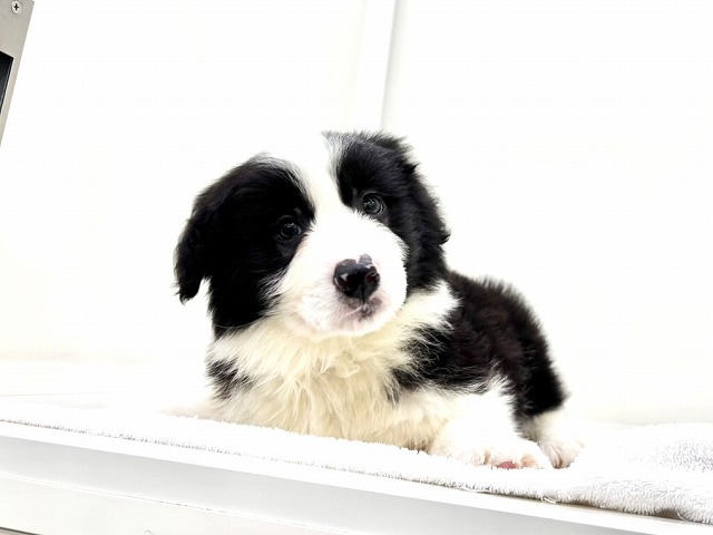 東京都のボーダーコリー (かねだい本町田店/2025年12月13日生まれ/男の子/ブラックホワイト)の子犬の4枚目の画像