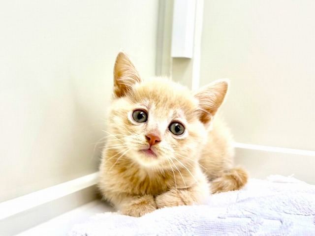 東京都のミヌエット (かねだい本町田店/2025年12月6日生まれ/男の子/クリームタビー)の子猫の1枚目の画像