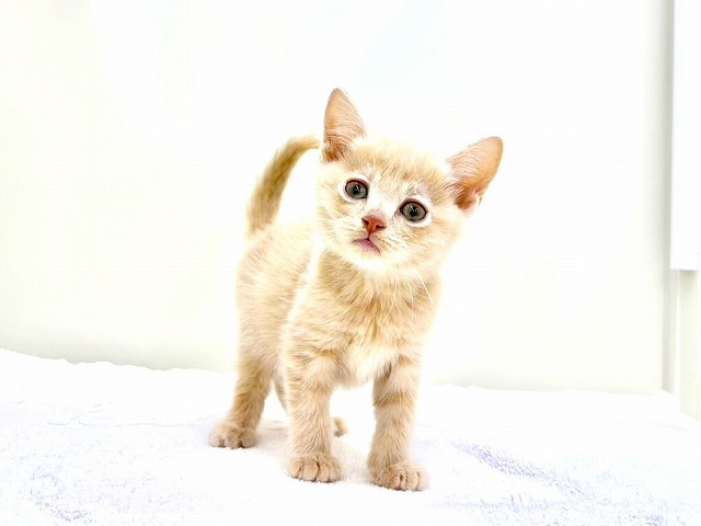 東京都のミヌエット (かねだい本町田店/2025年12月6日生まれ/男の子/クリームタビー)の子猫の2枚目の画像