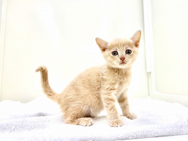 東京都のミヌエット (かねだい本町田店/2025年12月6日生まれ/男の子/クリームタビー)の子猫の4枚目の画像