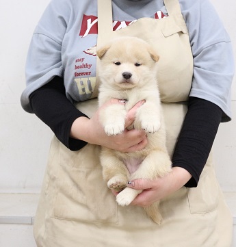 神奈川県の柴犬(標準サイズ) (かねだい伊勢原店/2025年12月13日生まれ/女の子/白)の子犬