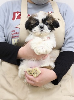 神奈川県のシーズー (かねだい伊勢原店/2025年11月16日生まれ/女の子/ホワイトゴールド)の子犬