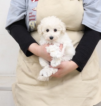 神奈川県のトイプードル(トイ) (かねだい伊勢原店/2025年12月10日生まれ/女の子/ホワイト)の子犬