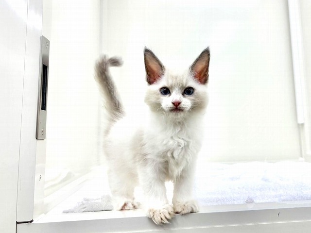 東京都のラグドール (かねだい本町田店/2025年12月13日生まれ/女の子/ブルーポイントバイカラー)の子猫の1枚目の画像