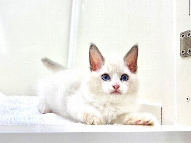 東京都のラグドール (かねだい本町田店/2025年12月13日生まれ/女の子/ブルーポイントバイカラー)の子猫の2枚目の画像