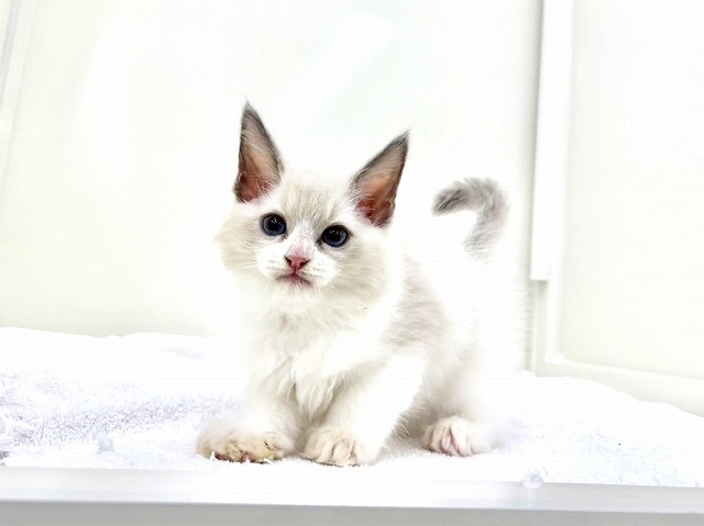 東京都のラグドール (かねだい本町田店/2025年12月13日生まれ/女の子/ブルーポイントバイカラー)の子猫の3枚目の画像