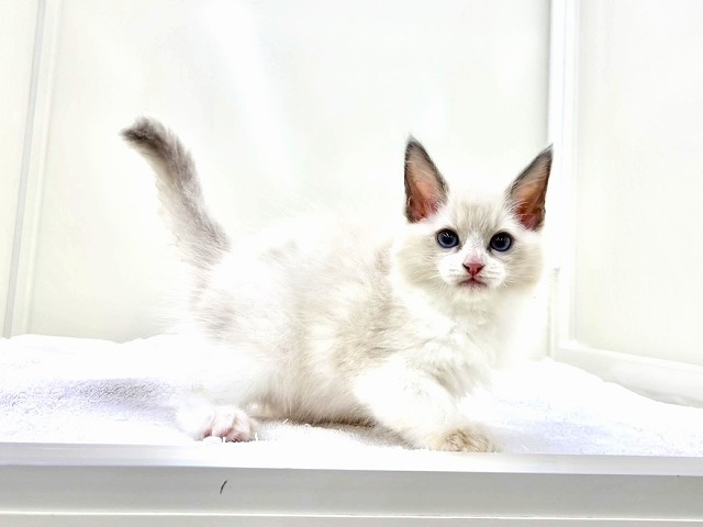 東京都のラグドール (かねだい本町田店/2025年12月13日生まれ/女の子/ブルーポイントバイカラー)の子猫の4枚目の画像