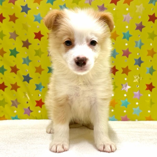 東京都のボーダーコリー (かねだい足立店/2025年12月13日生まれ/男の子/レッドホワイト)の子犬の2枚目の画像