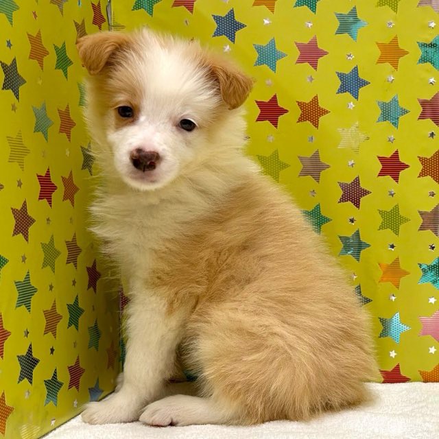 東京都のボーダーコリー (かねだい足立店/2025年12月13日生まれ/男の子/レッドホワイト)の子犬の4枚目の画像