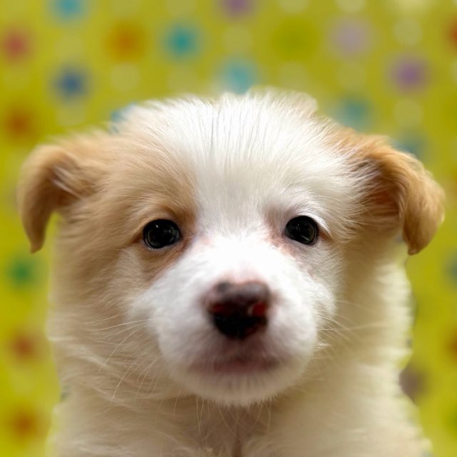 東京都のボーダーコリー (かねだい足立店/2025年12月13日生まれ/男の子/レッドホワイト)の子犬の1枚目の画像