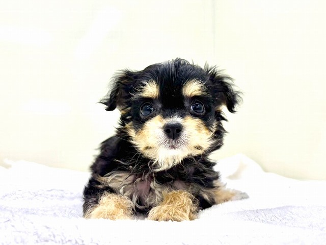 東京都のチワプー/プーチー(チワワ×プードル) (かねだい本町田店/2025年12月12日生まれ/男の子/ブラックタンホワイト)の子犬の1枚目の画像