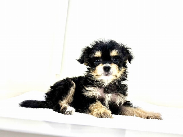 東京都のチワプー/プーチー(チワワ×プードル) (かねだい本町田店/2025年12月12日生まれ/男の子/ブラックタンホワイト)の子犬の2枚目の画像