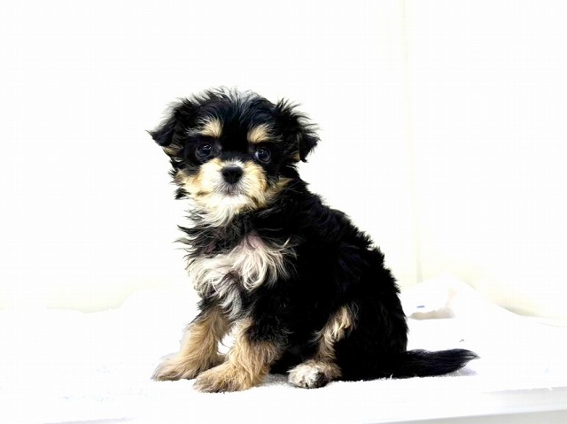 東京都のチワプー/プーチー(チワワ×プードル) (かねだい本町田店/2025年12月12日生まれ/男の子/ブラックタンホワイト)の子犬の3枚目の画像