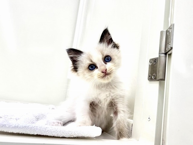 東京都のラグドール (かねだい本町田店/2025年12月1日生まれ/男の子/シールポイントバイカラー)の子猫の1枚目の画像