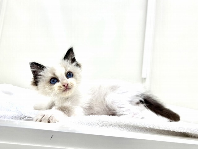 東京都のラグドール (かねだい本町田店/2025年12月1日生まれ/男の子/シールポイントバイカラー)の子猫の2枚目の画像