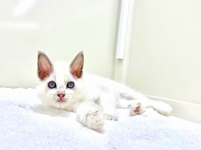 東京都のラグドール (かねだい本町田店/2025年12月13日生まれ/男の子/ブルーポイントバイカラー)の子猫の1枚目の画像