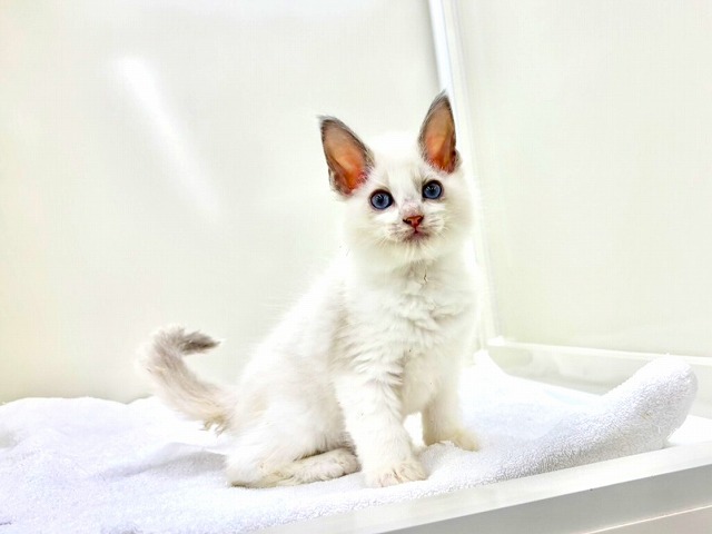 東京都のラグドール (かねだい本町田店/2025年12月13日生まれ/男の子/ブルーポイントバイカラー)の子猫の2枚目の画像