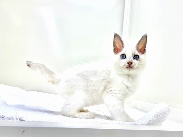 東京都のラグドール (かねだい本町田店/2025年12月13日生まれ/男の子/ブルーポイントバイカラー)の子猫の4枚目の画像