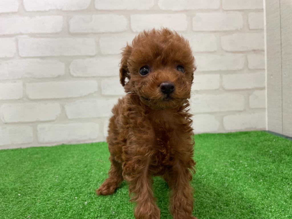 東京都のトイプードル(トイ) (かねだい立川店/2025年12月13日生まれ/女の子/レッド)の子犬