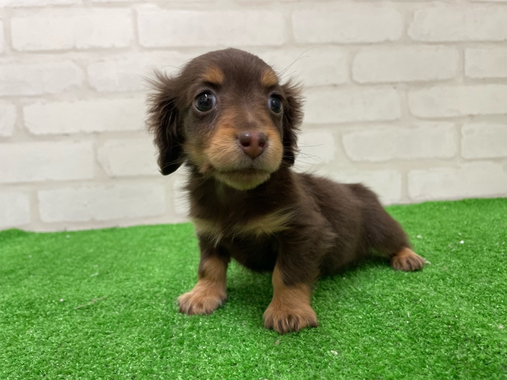 東京都のミニチュアダックスフンド(ロング) (かねだい立川店/2025年12月11日生まれ/女の子/チョコレートタン)の子犬