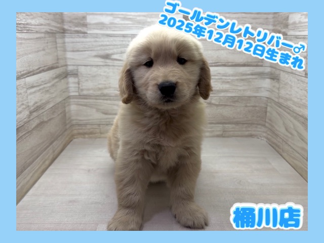 埼玉県のゴールデンレトリバー (かねだい桶川店/2025年12月12日生まれ/男の子/ゴールデン)の子犬の1枚目の画像