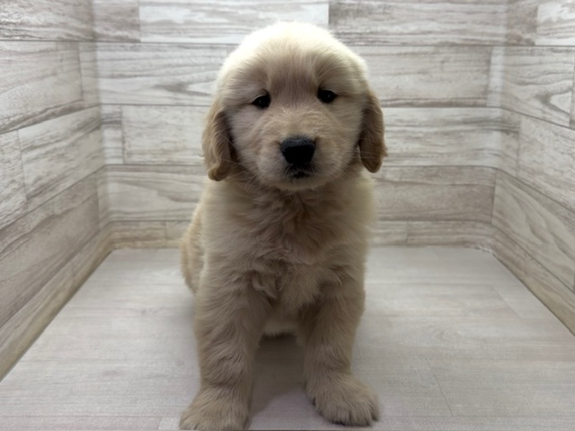 埼玉県のゴールデンレトリバー (かねだい桶川店/2025年12月12日生まれ/男の子/ゴールデン)の子犬の2枚目の画像