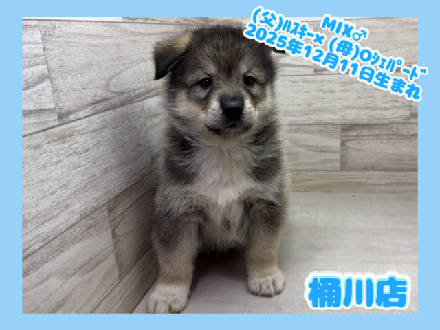 埼玉県のハーフ犬・ミックス犬 (かねだい桶川店/2025年12月11日生まれ/男の子/その他色)の子犬の1枚目の画像