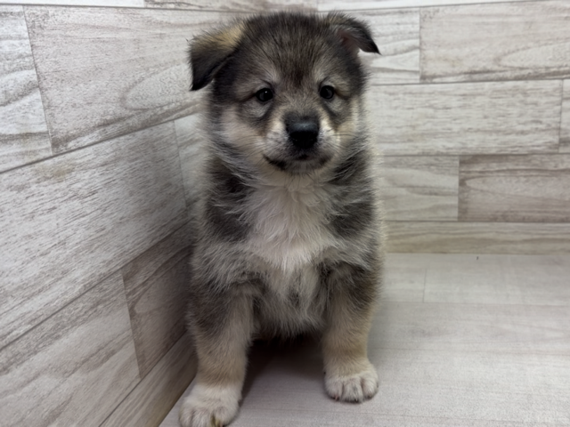 埼玉県のハーフ犬・ミックス犬 (かねだい桶川店/2025年12月11日生まれ/男の子/その他色)の子犬の2枚目の画像