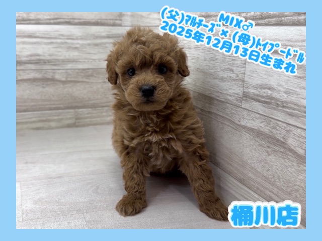 埼玉県のマルプー(マルチーズ×プードル) (かねだい桶川店/2025年12月13日生まれ/男の子/その他色)の子犬の1枚目の画像