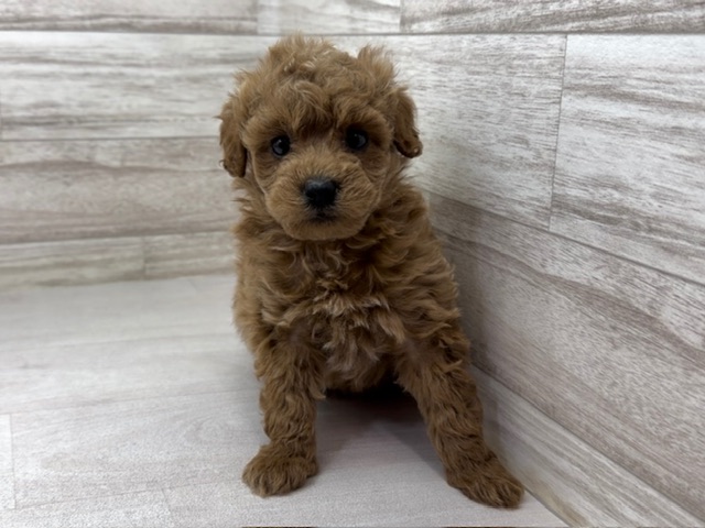 埼玉県のマルプー(マルチーズ×プードル) (かねだい桶川店/2025年12月13日生まれ/男の子/その他色)の子犬の2枚目の画像