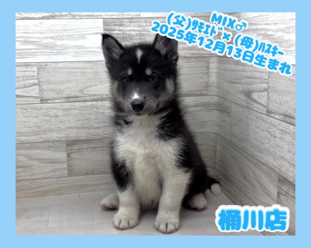 埼玉県のハーフ犬・ミックス犬 (かねだい桶川店/2025年12月13日生まれ/男の子/ブラックホワイト)の子犬の1枚目の画像