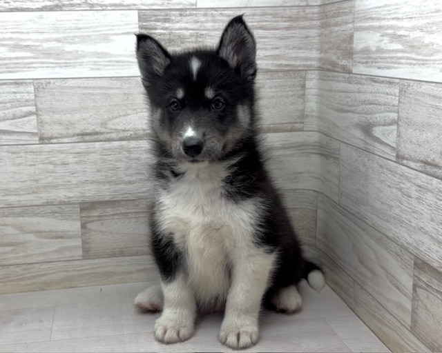 埼玉県のハーフ犬・ミックス犬 (かねだい桶川店/2025年12月13日生まれ/男の子/ブラックホワイト)の子犬の2枚目の画像