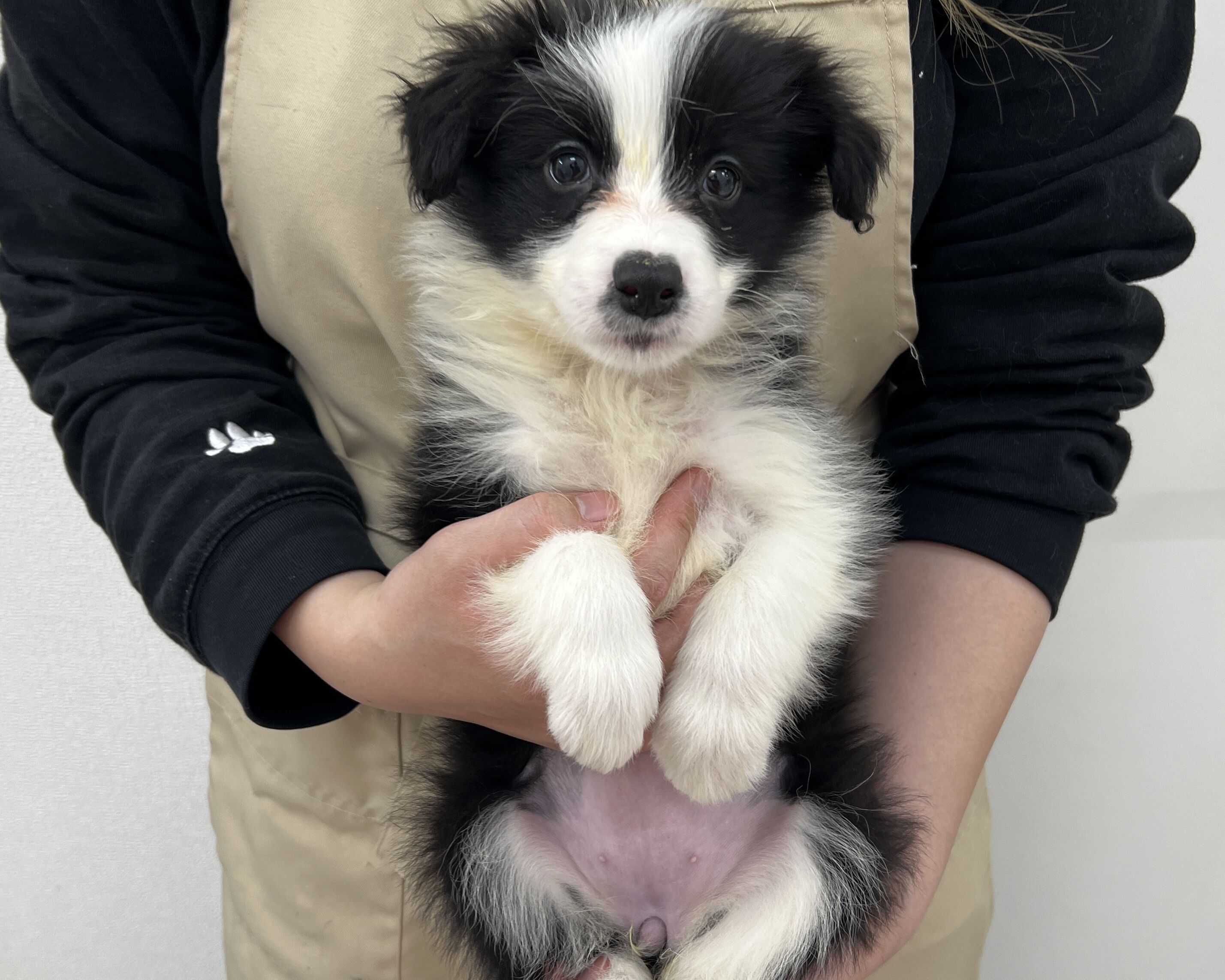 千葉県のボーダーコリー (かねだい千葉店/2025年12月13日生まれ/女の子/ブラックホワイト)の子犬の1枚目の画像