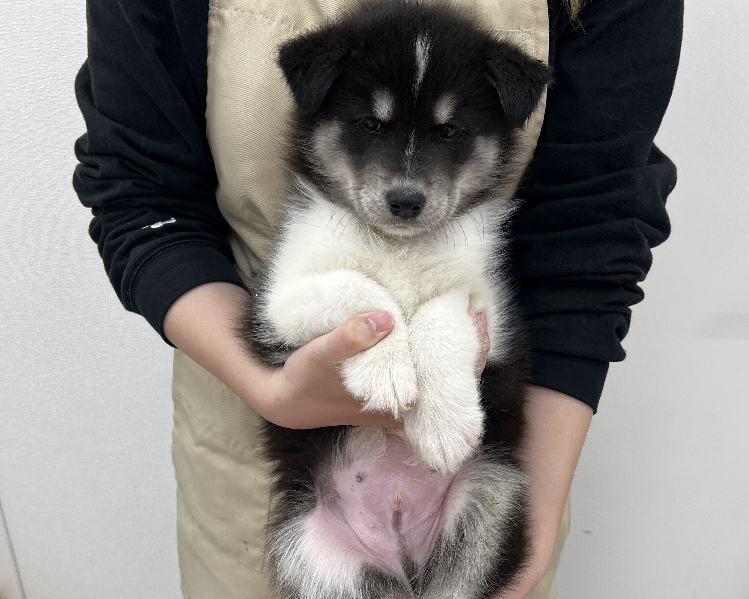 千葉県のサモエド×ハスキー (かねだい千葉店/2025年12月13日生まれ/男の子/ブラックホワイト)の子犬