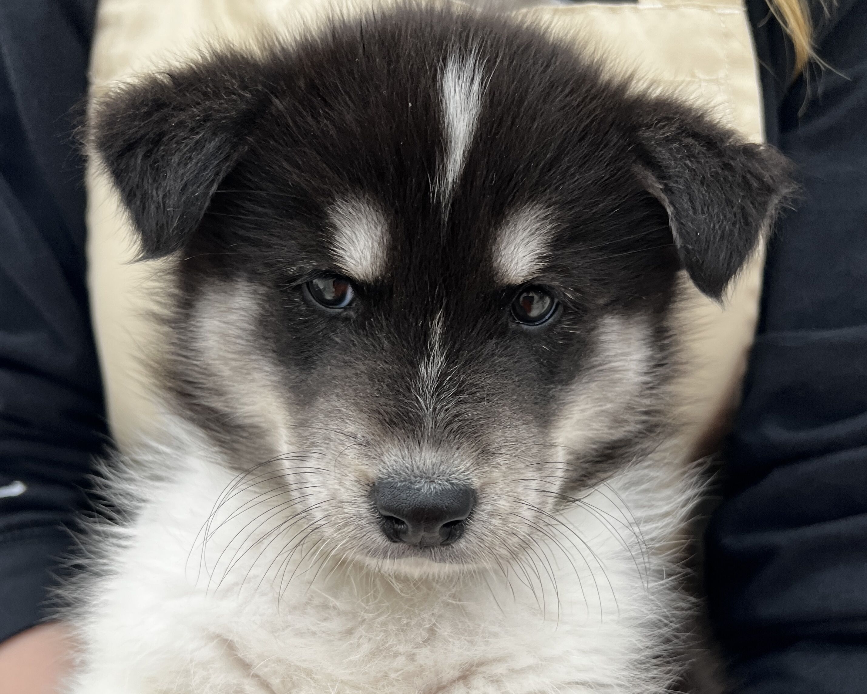 千葉県のサモエド×ハスキー (かねだい千葉店/2025年12月13日生まれ/男の子/ブラックホワイト)の子犬の2枚目の画像