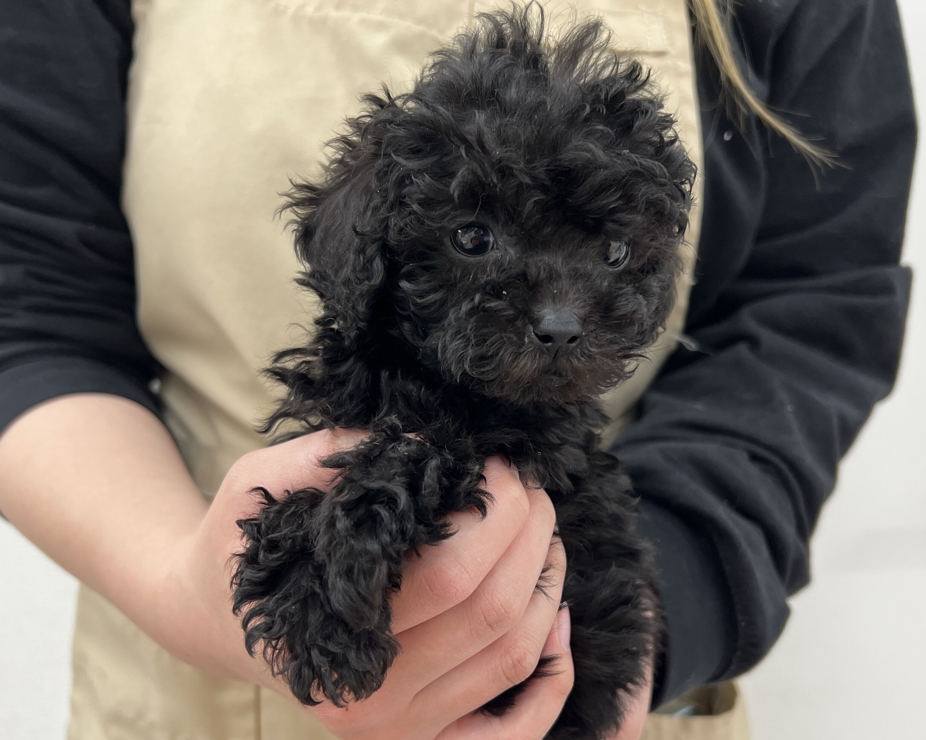 2025年12月6日生まれのトイプードル(トイ)