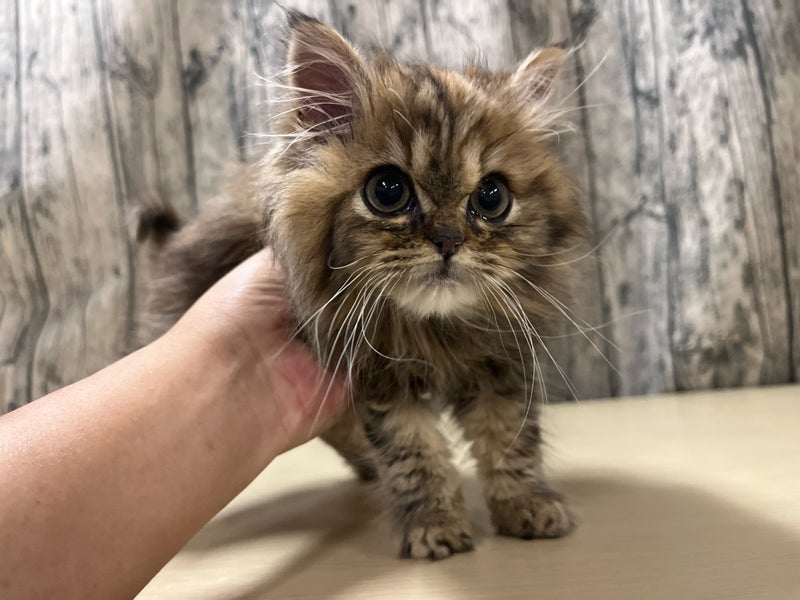 埼玉県のミヌエット (かねだいアクアパーク店/2025年11月22日生まれ/女の子/ブラウンパッチドタビー)の子猫