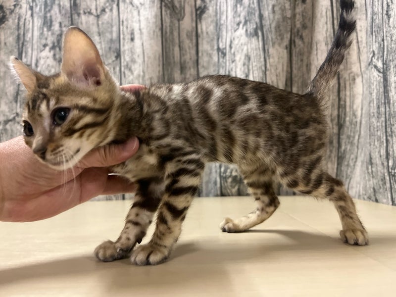 埼玉県のベンガル (かねだいアクアパーク店/2025年12月12日生まれ/女の子/ブラウンスポットタビー)の子猫