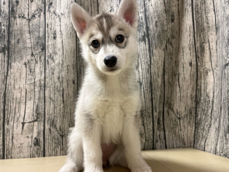 2025年12月12日生まれのシベリアンハスキー