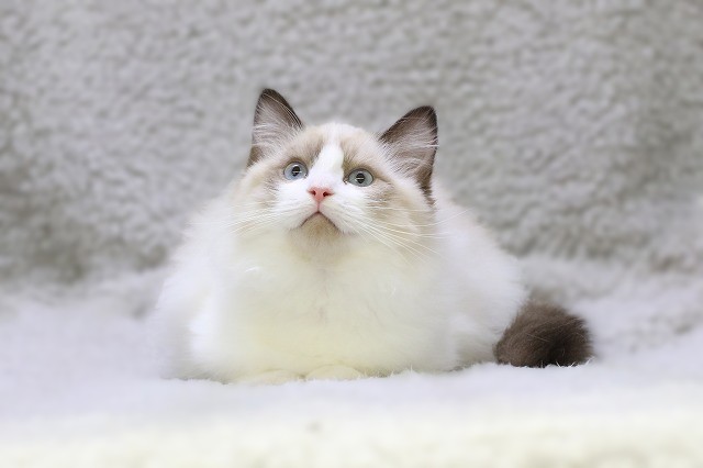 埼玉県のラグドール (かねだい草加店/2025年11月17日生まれ/男の子/シールポイントバイカラー)の子猫の1枚目の画像