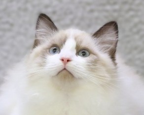 埼玉県のラグドール (かねだい草加店/2025年11月17日生まれ/男の子/シールポイントバイカラー)の子猫の2枚目の画像