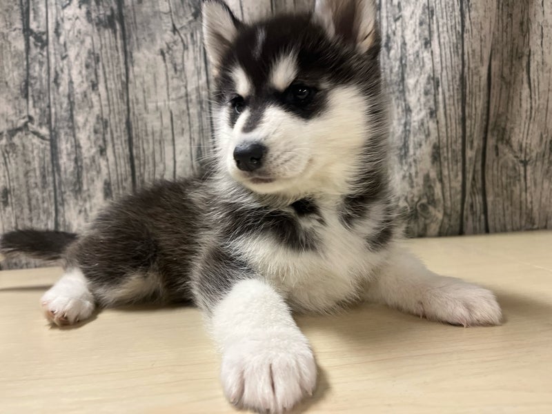 埼玉県のミックス犬（父：サモエド　母：シベリアンハスキー） (かねだいアクアパーク店/2025年12月13日生まれ/女の子/ブラックホワイト)の子犬