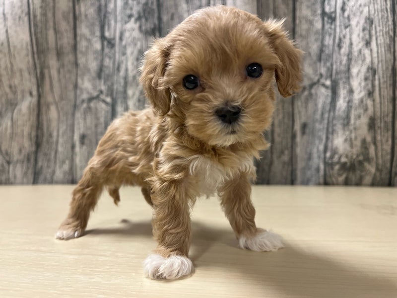 埼玉県のマルプー(マルチーズ×プードル) (かねだいアクアパーク店/2025年12月14日生まれ/女の子/その他色)の子犬