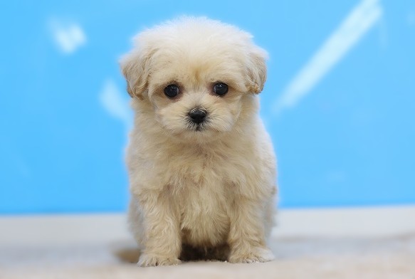 埼玉県のマルプー(マルチーズ×プードル) (かねだい草加店/2025年12月14日生まれ/男の子/アプリコット)の子犬