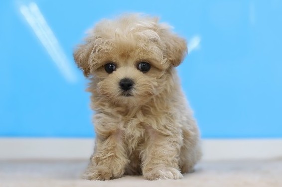 埼玉県のマルプー(マルチーズ×プードル) (かねだい草加店/2025年12月13日生まれ/男の子/アプリコット)の子犬の1枚目の画像