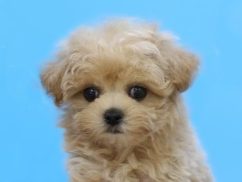 埼玉県のマルプー(マルチーズ×プードル) (かねだい草加店/2025年12月13日生まれ/男の子/アプリコット)の子犬の2枚目の画像