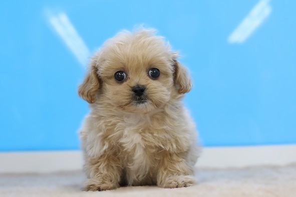 埼玉県のペキプー(ペキニーズ×プードル) (かねだい草加店/2025年12月14日生まれ/女の子/アプリコット)の子犬の1枚目の画像